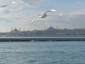 Seagulls flight maneuvers over the sea of Ã¢â¬â¹Ã¢â¬â¹bosphorus of istanbul Royalty Free Stock Photo